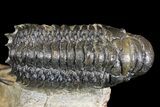 Spiny Dicranurus Trilobite With Crotalocephalina #154305-11